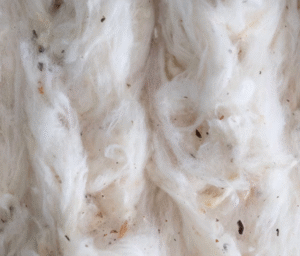 Organic cotton fibers